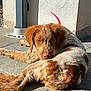 dog, canine, pet, outdoor, sunlight, resting, brown, white, fur, floor, looking_back, wall, pipe, shadow, animal, mammal, relaxing, domestic_animal, daytime, cute