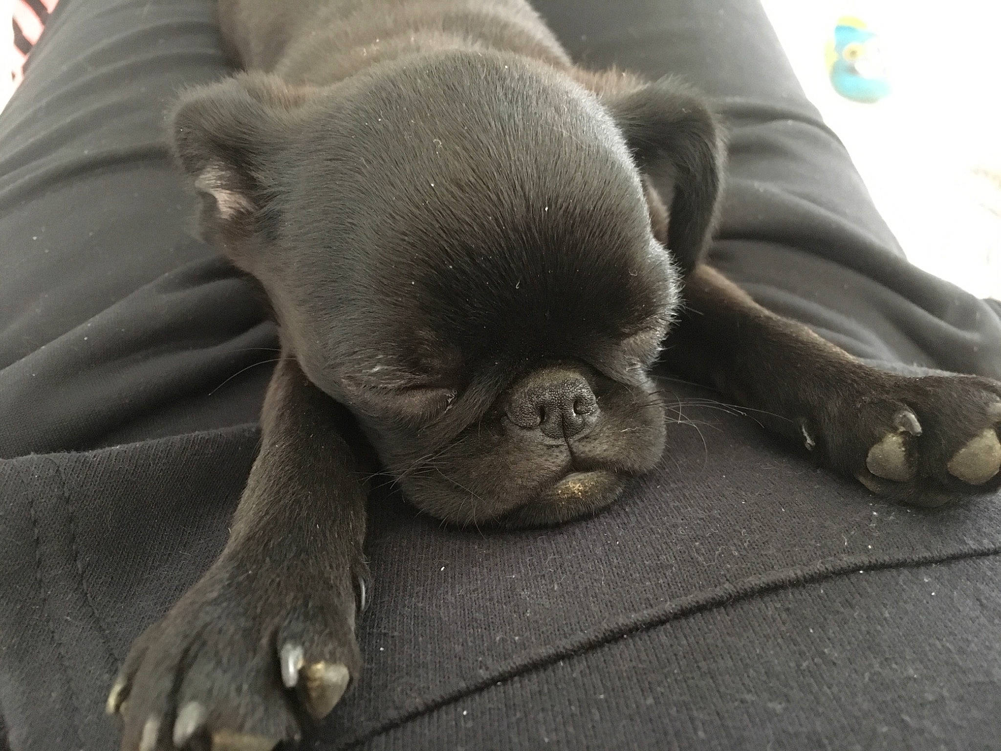 Percy a rejoint le concours — aidez-le/la à gagner de superbes lots ! canidae, carnivore, companion_dog, dog, dog_breed, fawn, french_bulldog, mammal, nap, non_sporting_group, pug, puppy, snout, sporting_group, vertebrate, wrinkle