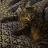 Koda participe au concours pour gagner de l'argent avec cette photo : animal, black, blanket, brown, cat, comfortable, cozy, domestic, dresser, fur, furniture, home, indoor, lying_down, patterned, pet, relaxed, resting, striped, tabby