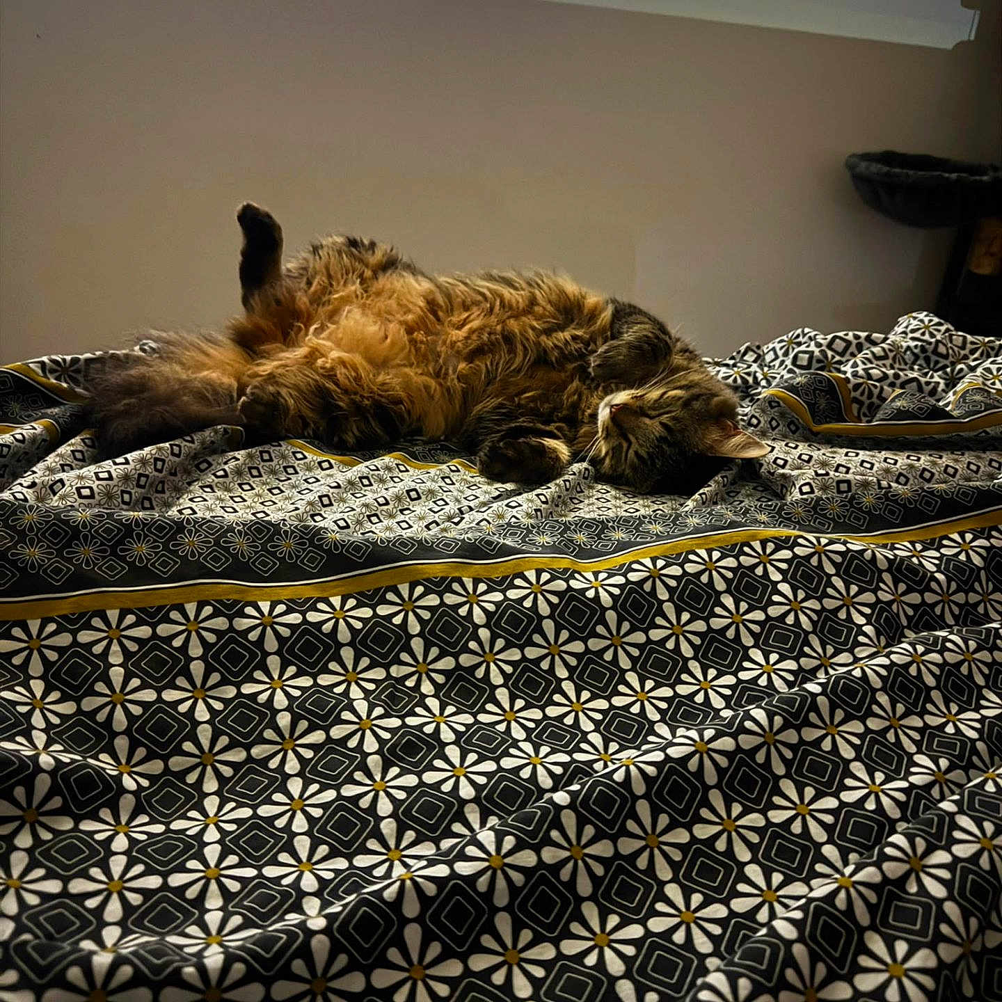 Koda