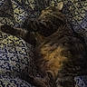 animal, blanket, cat, comfort, cozy, cute, fabric, fur, furry, indoor, mammal, nap, patterned, paws, pet, relaxed, resting, sleeping, tabby_cat, whiskers