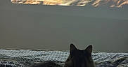 Koda participe au concours pour gagner de l'argent avec cette photo : animal, bedspread, cat, cozy, dark, feline, indoor, light, nature, orange, pattern, projection, resting, shadow, soft, stripes, tiger, wall, watching, wildlife