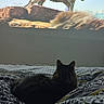 animal, bedspread, cat, cozy, dark, feline, indoor, light, nature, orange, pattern, projection, resting, shadow, soft, stripes, tiger, wall, watching, wildlife
