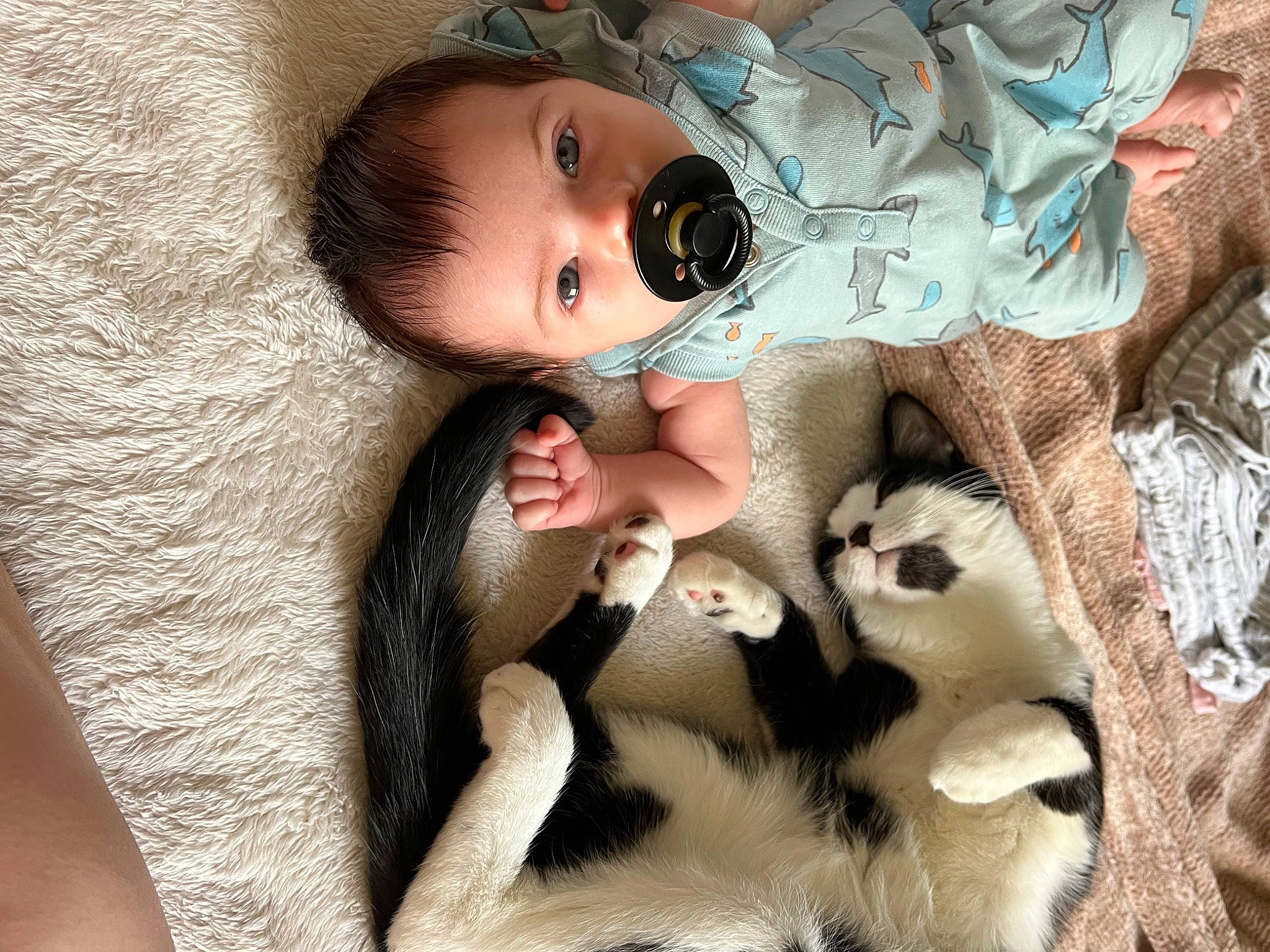 Archer joined the competition — help win amazing prizes! baby, baby_toddler_clothing, child, comfort, doll, eyelash, fawn, felidae, fur, iris, linens, lip, mammal, nose, paw, person, skin, textile, toddler, vertebrate