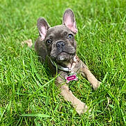 Dakota is registered to the contest to win money with this photo: adorable, animal, canine, collar, cute, dog, ears, fur, grass, green, lying_down, nature, outdoor, pet, playful, portrait, puppy, summer, tag, young
