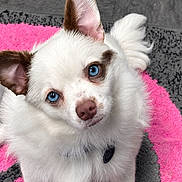 Dopey joined the competition — help win amazing prizes! puppy, dog, white_fur, blue_eyes, fluffy, small_dog, portrait, close_up, sitting, indoors, rug, pink, gray, adorable, pet, animal, collar, tag, upright_ears, camera_facing