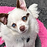 puppy, dog, white_fur, blue_eyes, fluffy, small_dog, portrait, close_up, sitting, indoors, rug, pink, gray, adorable, pet, animal, collar, tag, upright_ears, camera_facing