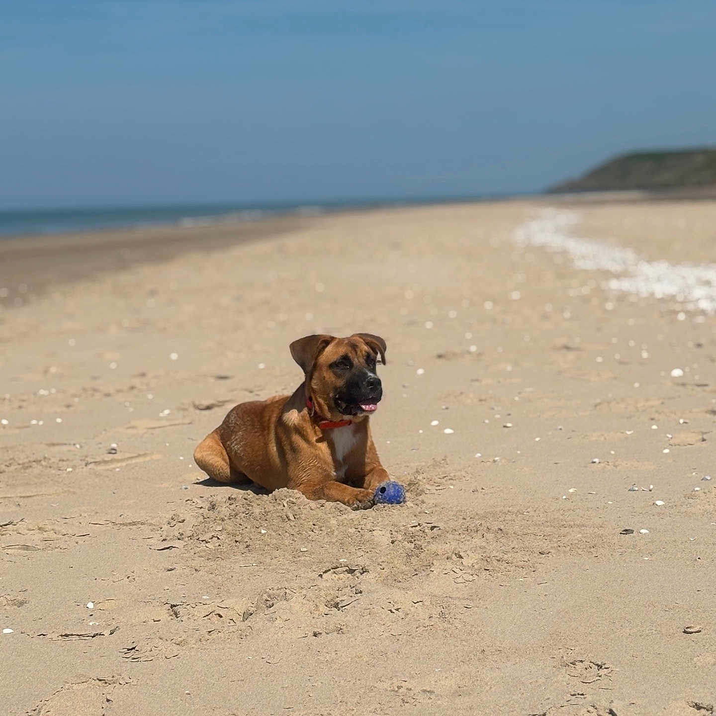 Ace a rejoint le concours — aidez-le/la à gagner de superbes lots ! animal, beach, blue_sky, canine, coast, collar, daytime, dog, nature, outdoor, pet, playful, recreation, relaxed, sand, sea, summer, sunny, toy, vacation