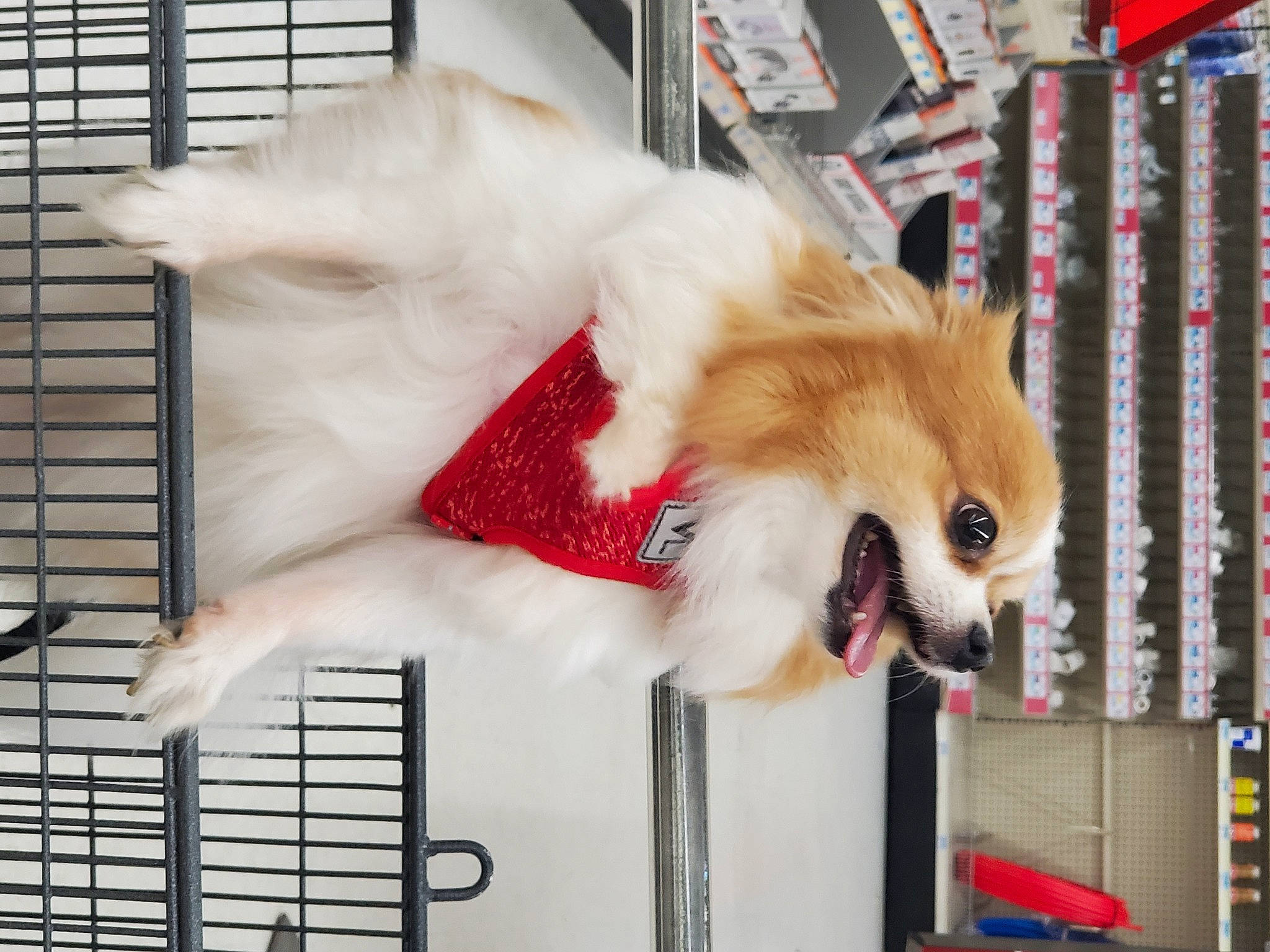 Basil is registered to the contest to win money with this photo: ancient_dog_breeds, canidae, carnivore, companion_dog, dog, dog_breed, dog_supply, fawn, fur, non_sporting_group, pet_supply, snout, spitz, sporting_group, tail, toy_dog, whiskers, window, window_blind, working_animal