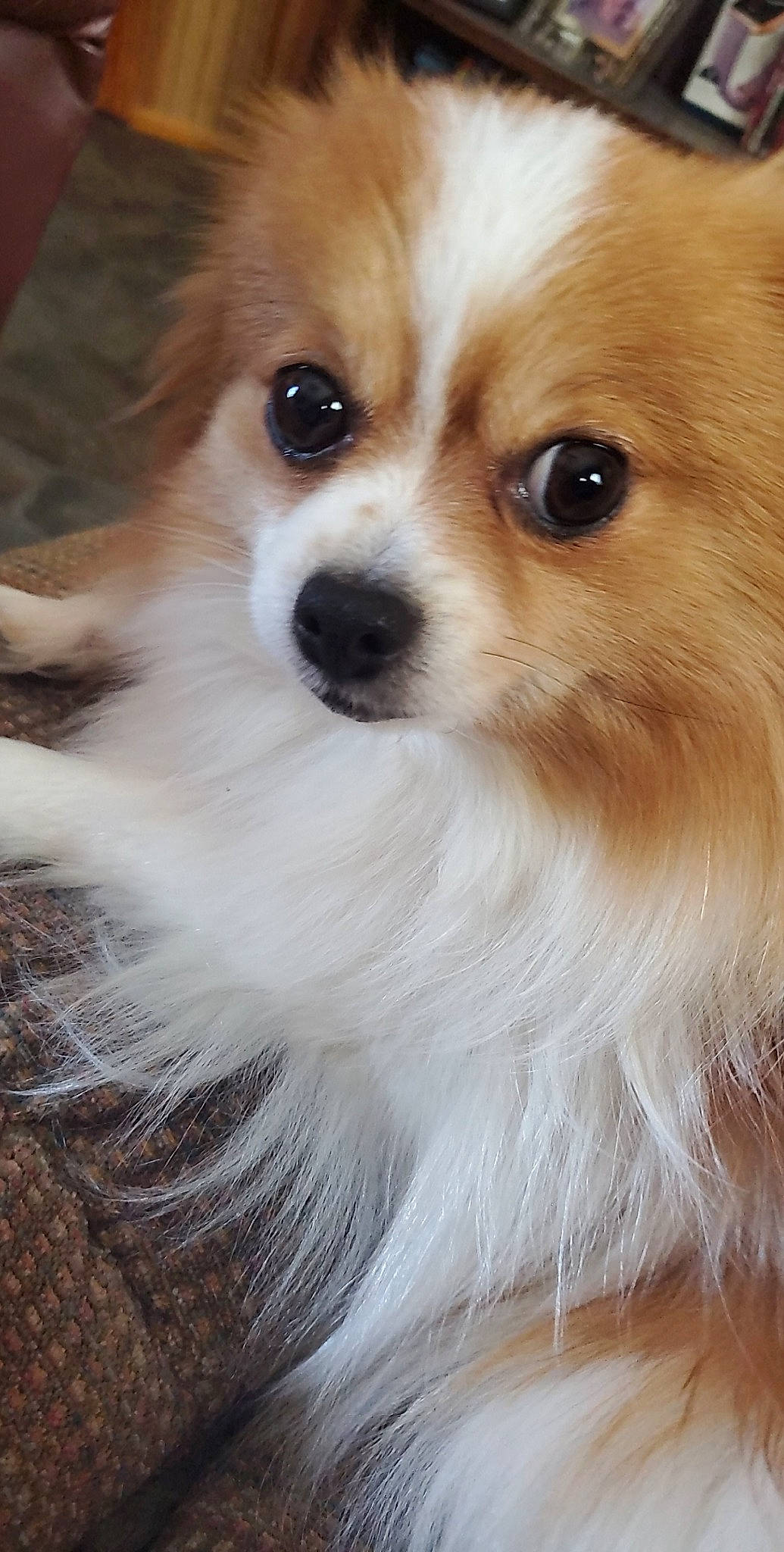 Basil joined the competition — help win amazing prizes! ancient_dog_breeds, canidae, carnivore, companion_dog, dog, dog_breed, fur, german_spitz, german_spitz_klein, german_spitz_mittel, mammal, papillon, pomeranian, puppy, rare_breed_dog, snout, spitz, sporting_group, vertebrate, whiskers