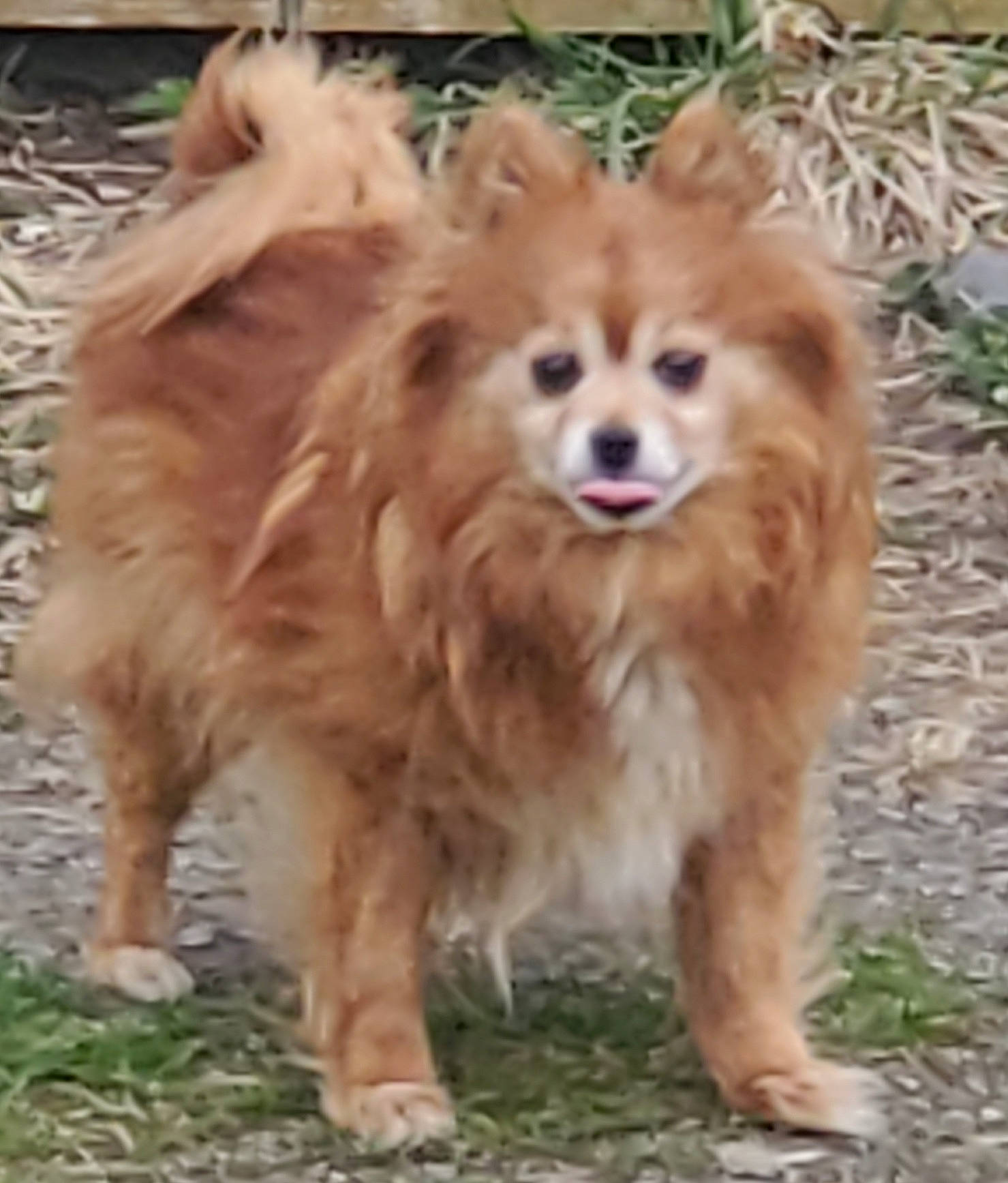 Cuddles joined the competition — help win amazing prizes! canidae, carnivore, companion_dog, dog, dog_breed, fawn, fur, german_spitz, german_spitz_klein, german_spitz_mittel, grass, liver, pomeranian, snout, spitz, sporting_group, terrestrial_animal, volpino_italiano, whiskers, working_animal