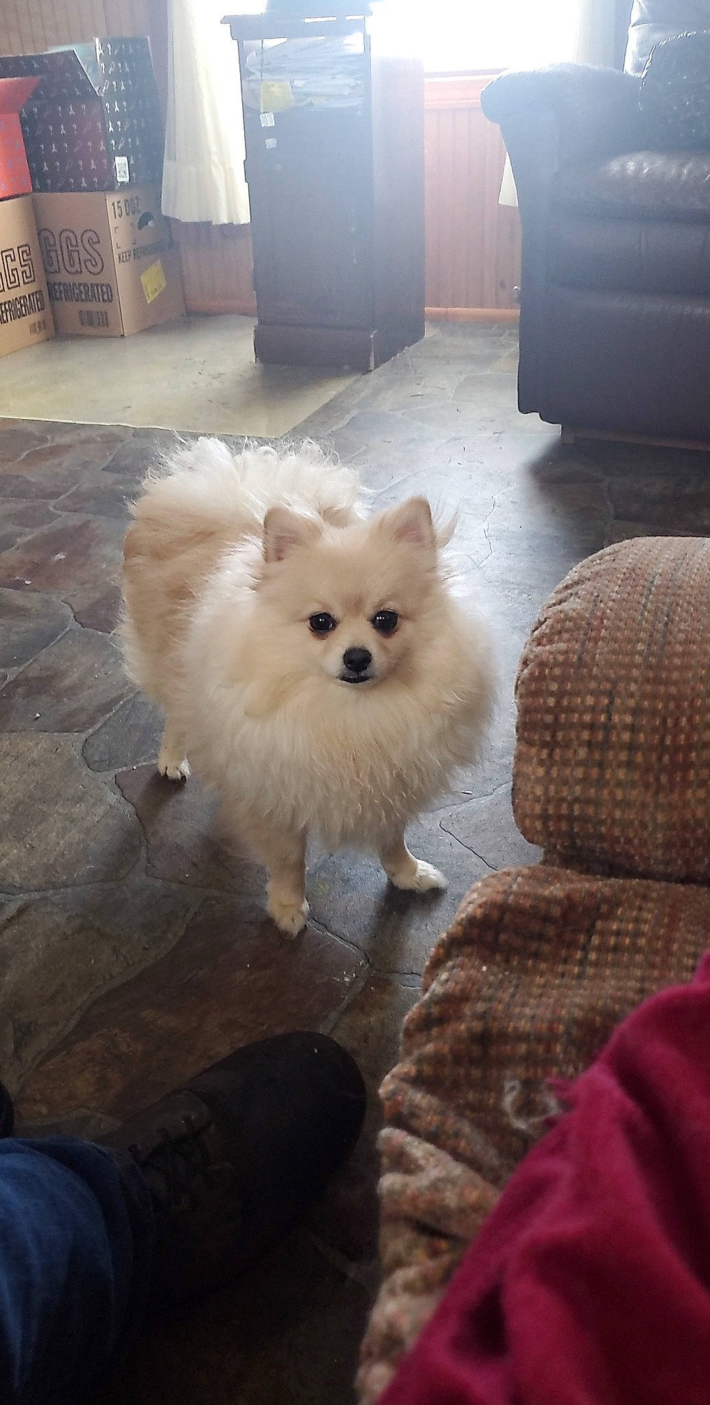 Inky joined the competition — help win amazing prizes! cabinetry, canidae, carnivore, chest_of_drawers, companion_dog, dog, dog_breed, fawn, flooring, fur, german_spitz, hardwood, living_room, snout, spitz, sporting_group, toy_dog, whiskers, wood, working_animal