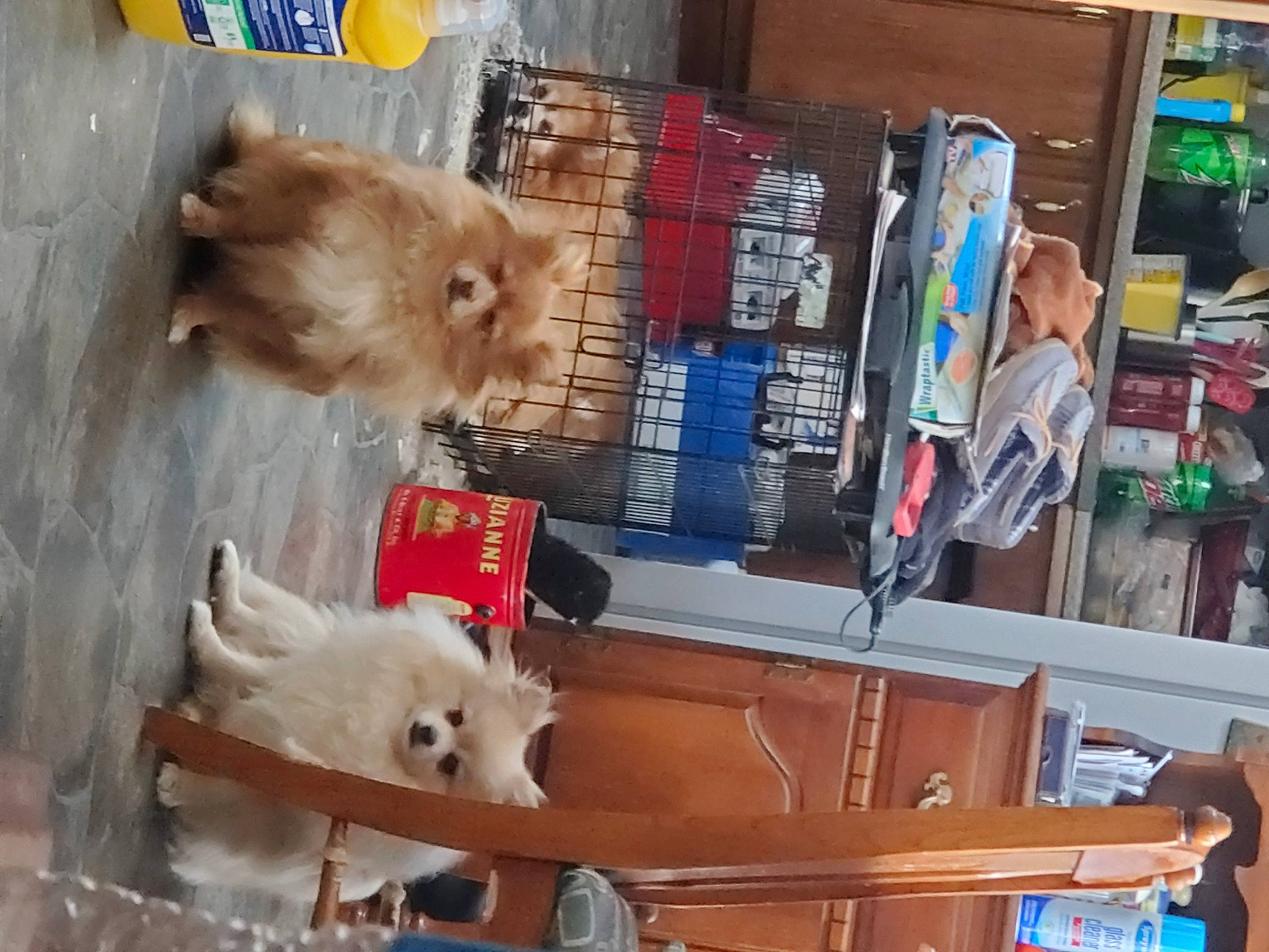 Inky is registered to the contest to win money with this photo: carnivore, companion_dog, dog_breed, fawn, felidae, fur, german_spitz, german_spitz_klein, polar_bear, small_to_medium_sized_cats, snapshot, snout, spitz, sporting_group, stuffed_toy, tail, toy, whiskers, wood, working_animal