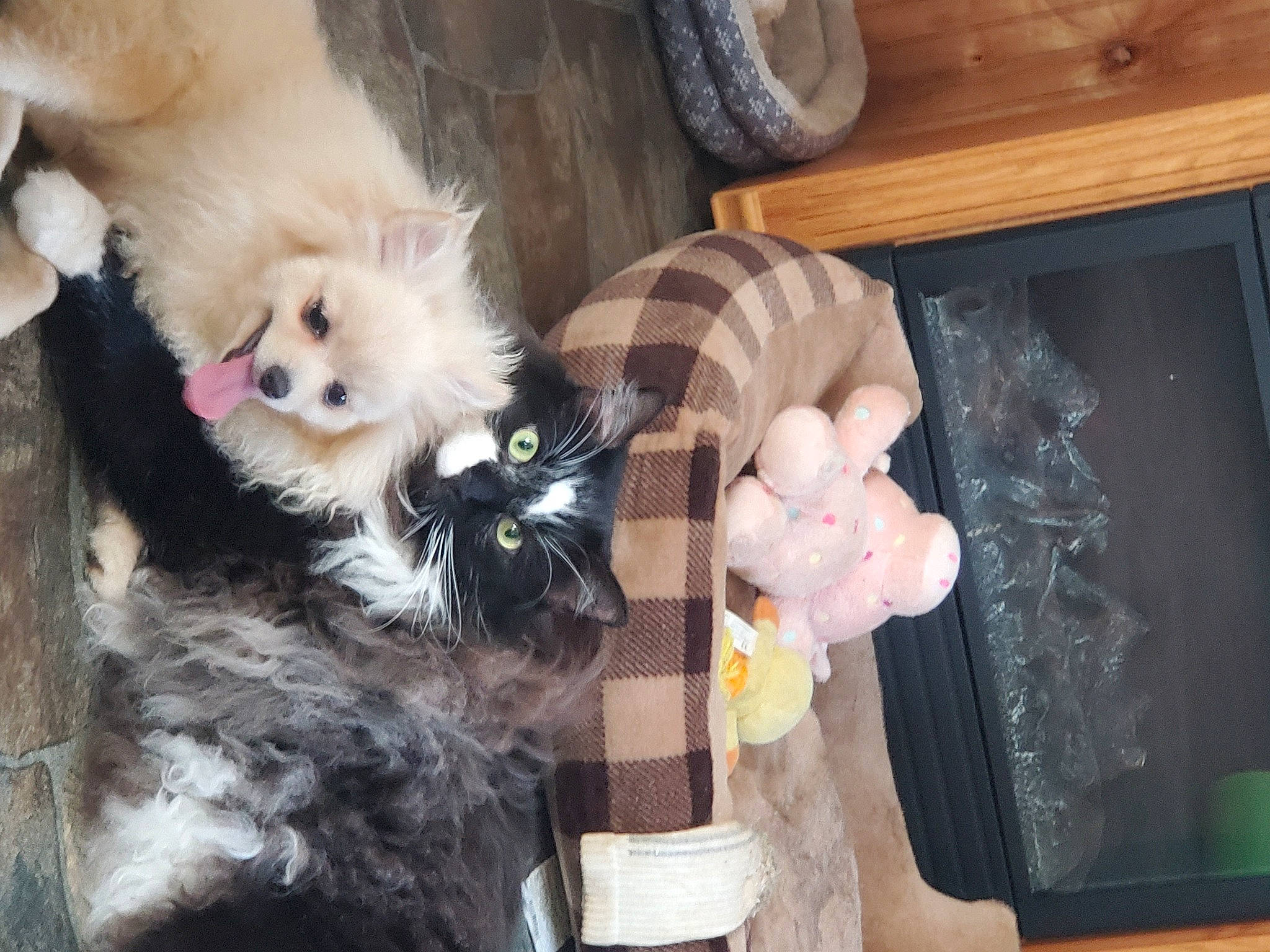 Inky is registered to the contest to win money with this photo: cabinetry, carnivore, chest_of_drawers, companion_dog, dog, dog_breed, dog_supply, drawer, fawn, felidae, fur, non_sporting_group, puppy_love, room, tail, toy, toy_dog, whiskers, wood