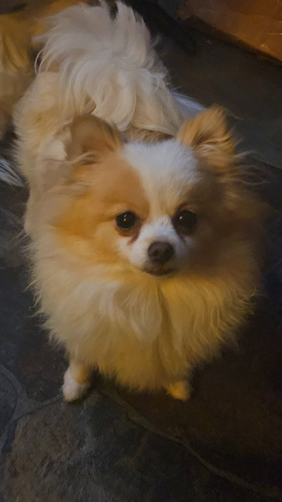 Hazel joined the competition — help win amazing prizes! canidae, carnivore, companion_dog, dog, dog_breed, dog_supply, ear, eye, fawn, fur, hair, head, human_body, iris, snout, spitz, sporting_group, toy_dog, whiskers, working_animal