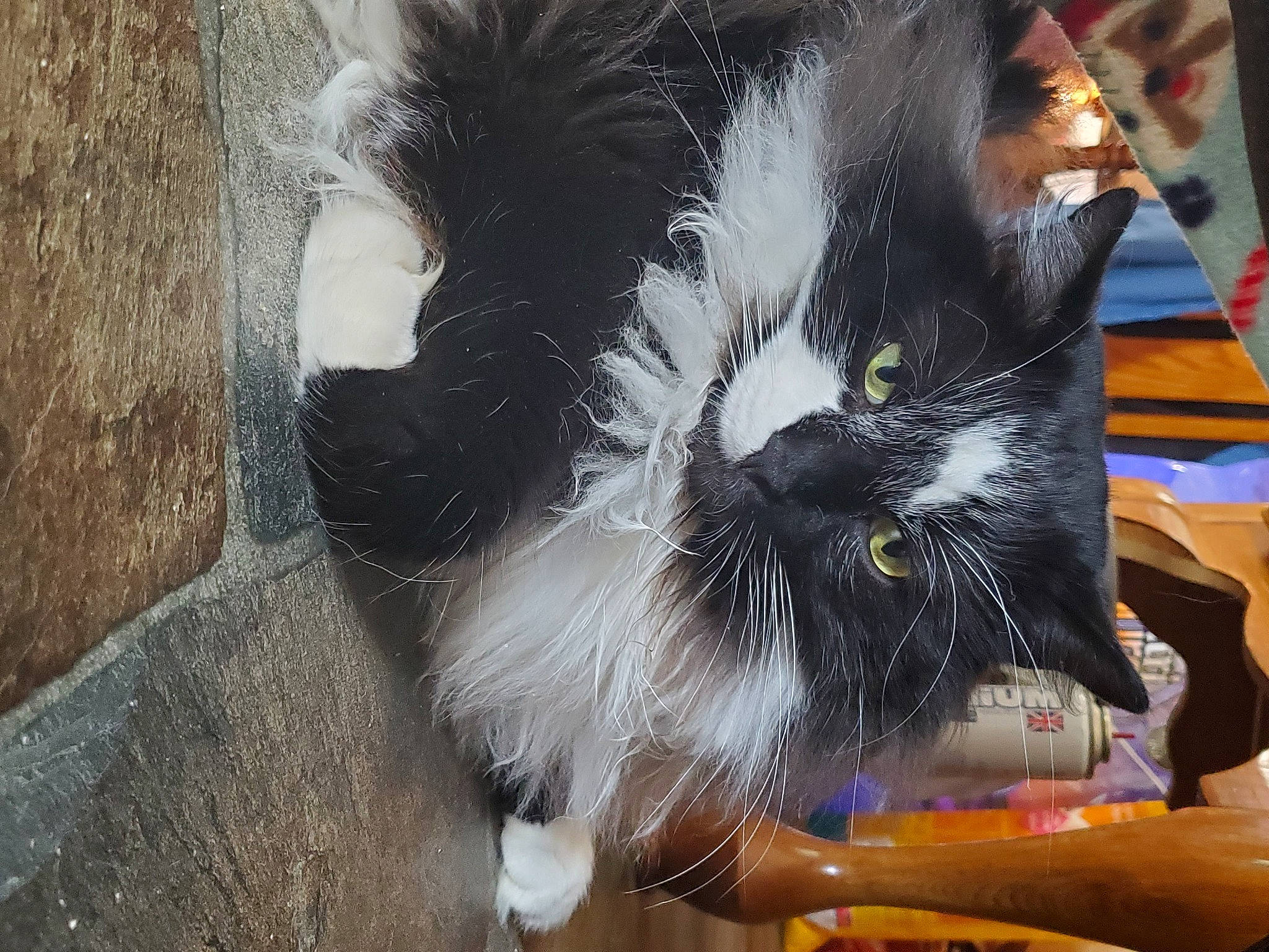 Benji joined the competition — help win amazing prizes! carnivore, cat, domestic_long_haired_cat, felidae, fur, norwegian_forest_cat, small_to_medium_sized_cats, snout, tail, whiskers