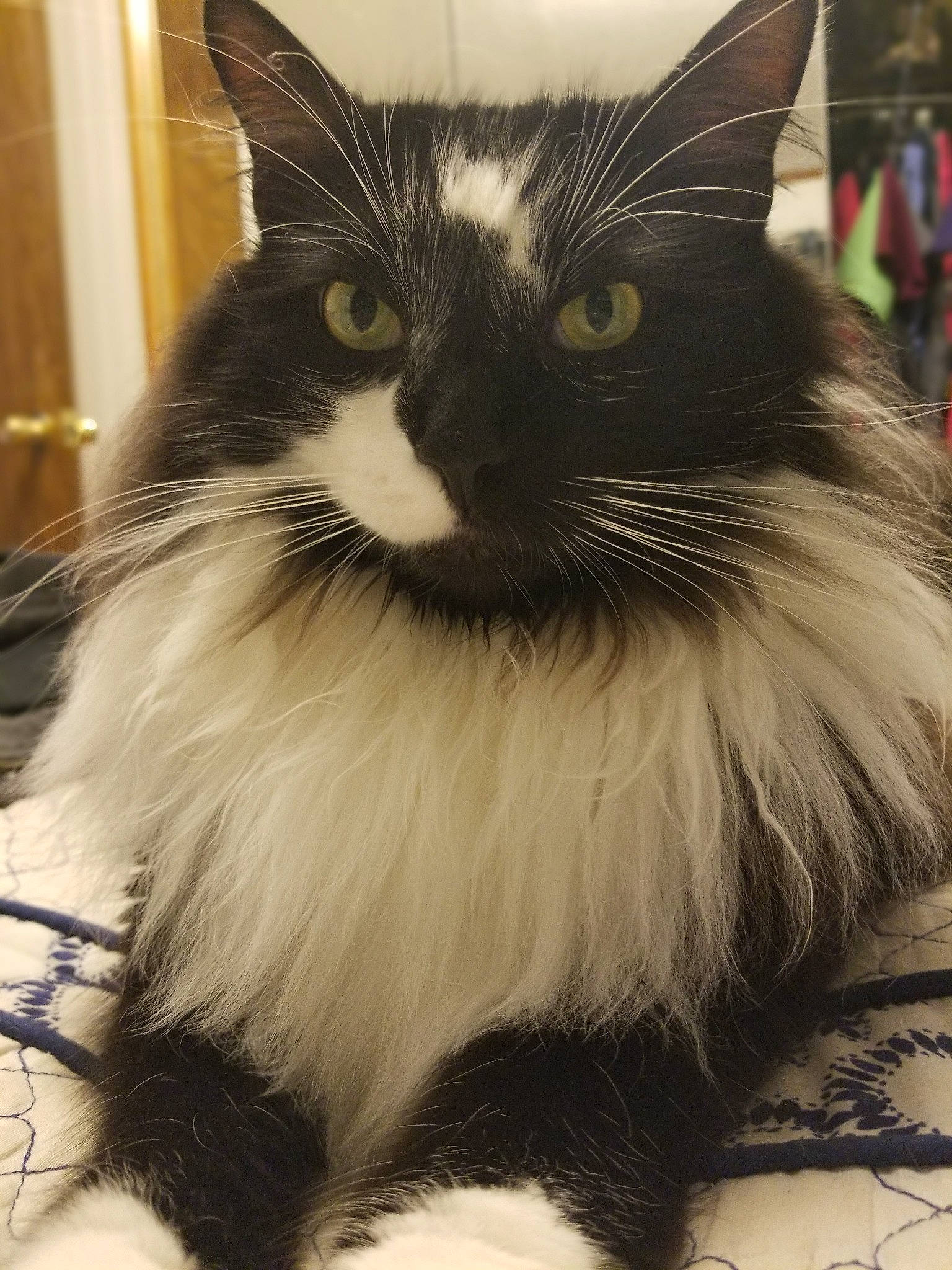 Benji joined the competition — help win amazing prizes! black_and_white, black_cat, carnivore, cat, domestic_long_haired_cat, domestic_short_haired_cat, ear, eye, felidae, fur, mammal, norwegian_forest_cat, ragamuffin, small_to_medium_sized_cats, snout, tail, whiskers