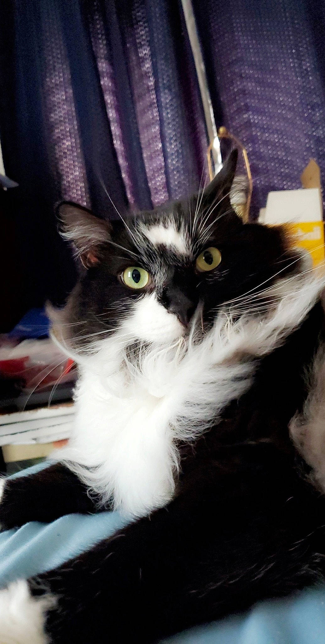 Benji joined the competition — help win amazing prizes! asian, black_and_white, carnivore, cat, domestic_long_haired_cat, domestic_short_haired_cat, felidae, fur, kitten, mammal, norwegian_forest_cat, small_to_medium_sized_cats, whiskers