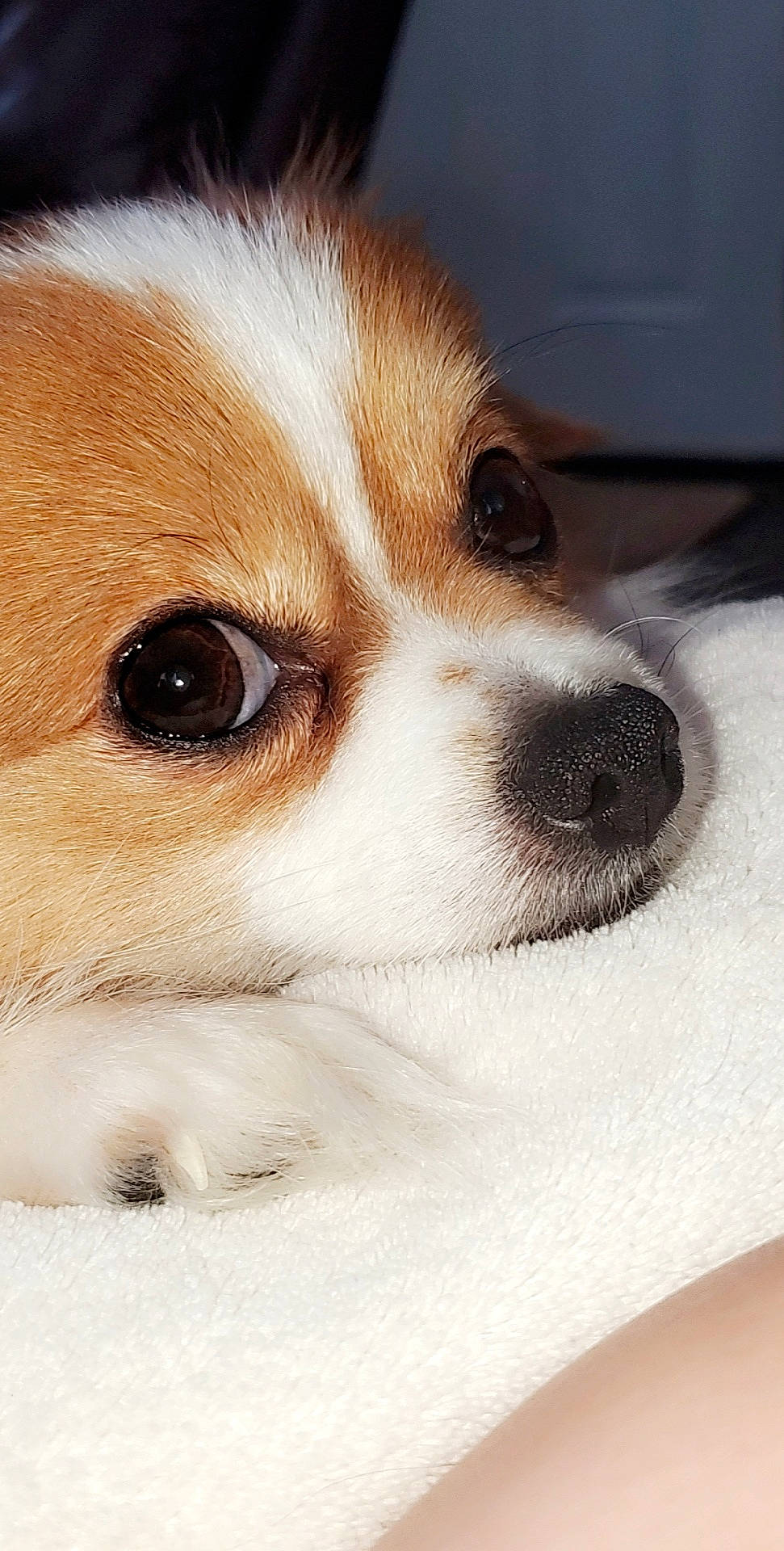 Basil is registered to the contest to win money with this photo: canidae, cardigan_welsh_corgi, carnivore, close_up, companion_dog, dog, dog_breed, ear, eye, fur, mammal, nose, puppy, rare_breed_dog, snout, sporting_group, vertebrate, welsh_corgi, whiskers