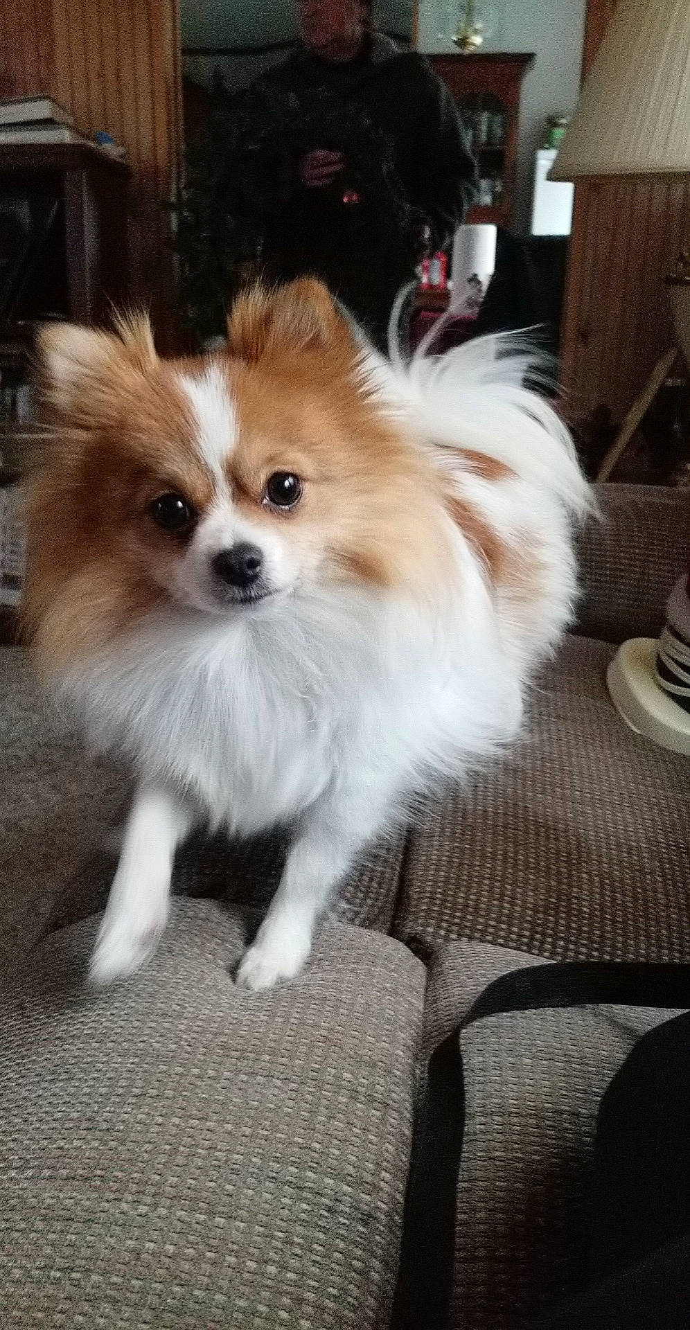 Basil is registered to the contest to win money with this photo: ancient_dog_breeds, canidae, carnivore, companion_dog, dog, dog_breed, fawn, fur, german_spitz_klein, non_sporting_group, papillon, pomeranian, serveware, snout, spitz, sporting_group, tableware, toy_dog, whiskers, working_animal