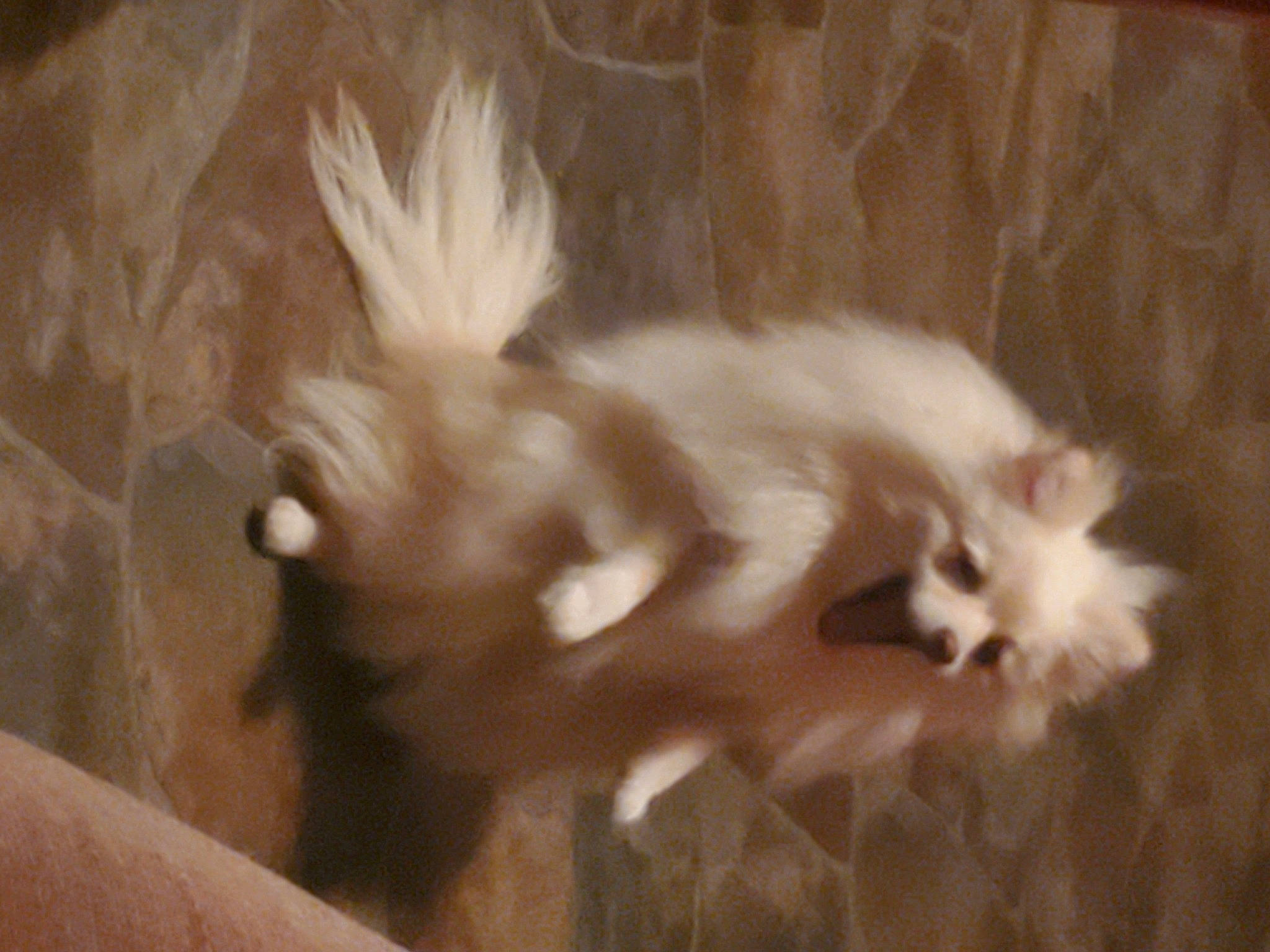 Coconut is registered to the contest to win money with this photo: canidae, carnivore, cat, claw, companion_dog, dog_breed, fawn, feather, felidae, fur, paw, small_to_medium_sized_cats, snout, tail, whiskers, wood