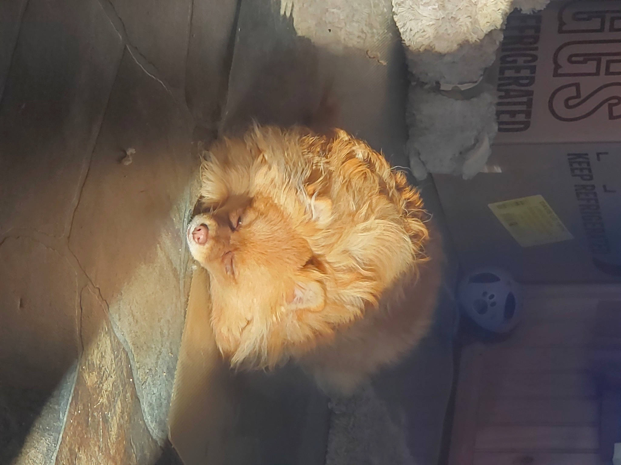 River is registered to the contest to win money with this photo: big_cats, canidae, carnivore, cat, claw, companion_dog, dog_breed, fang, fawn, felidae, flooring, fur, lion, macaque, paw, small_to_medium_sized_cats, tail, terrestrial_animal, whiskers, wood