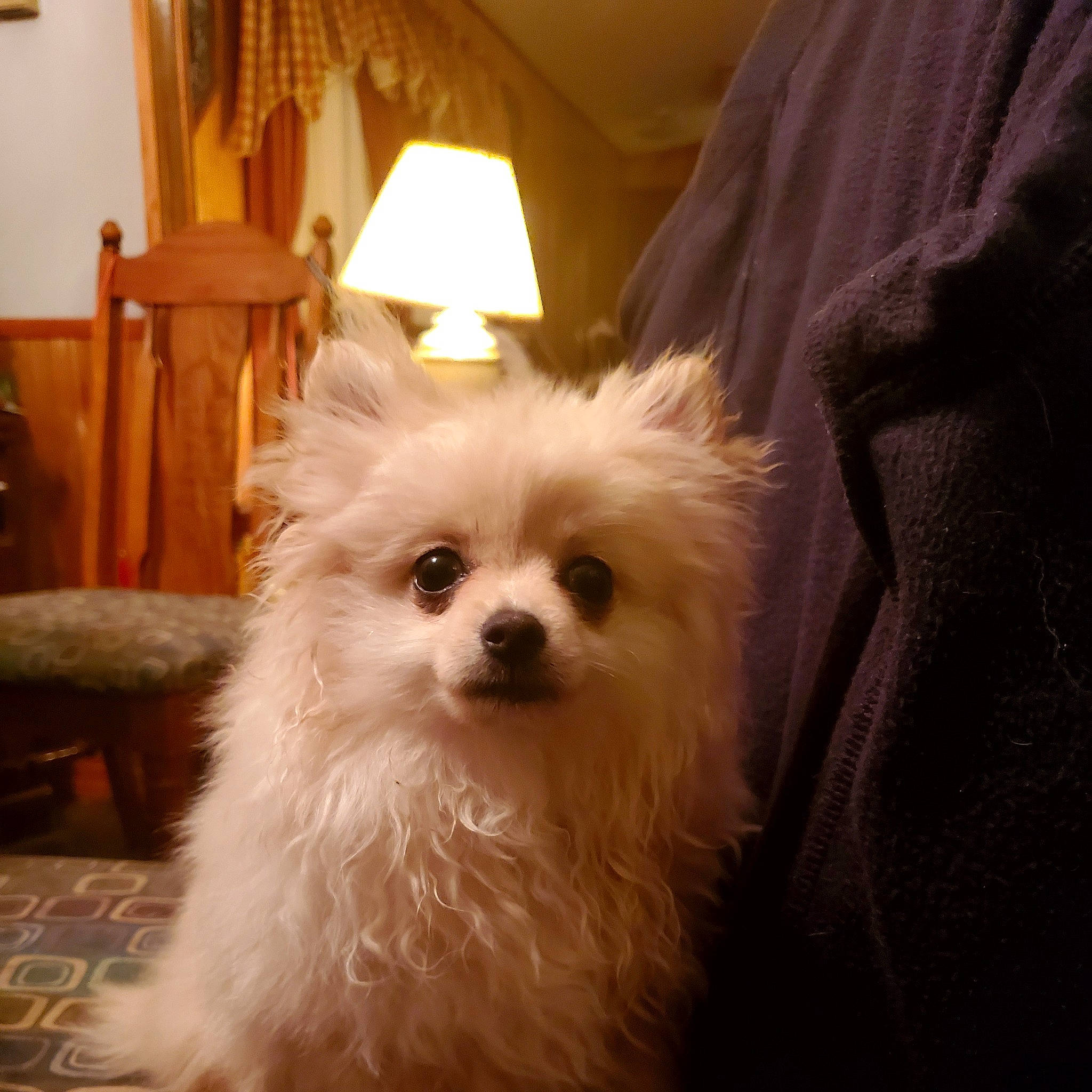 Inky joined the competition — help win amazing prizes! canidae, carnivore, chair, companion_dog, curtain, dog, dog_breed, fur, german_spitz, houseplant, lamp, non_sporting_group, puppy, small_terrier, spitz, sporting_group, toy_dog, volpino_italiano, whiskers, working_animal