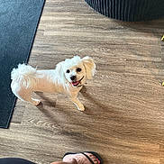 Daisy is registered to the contest to win money with this photo: dog, small_dog, white_dog, pet, animal, happy, smiling, standing, looking_up, floppy_ears, curly_tail, fluffy, indoors, wooden_floor, rug, chair, human_foot, flip_flop, home, portrait