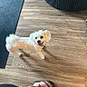 dog, small_dog, white_dog, pet, animal, happy, smiling, standing, looking_up, floppy_ears, curly_tail, fluffy, indoors, wooden_floor, rug, chair, human_foot, flip_flop, home, portrait