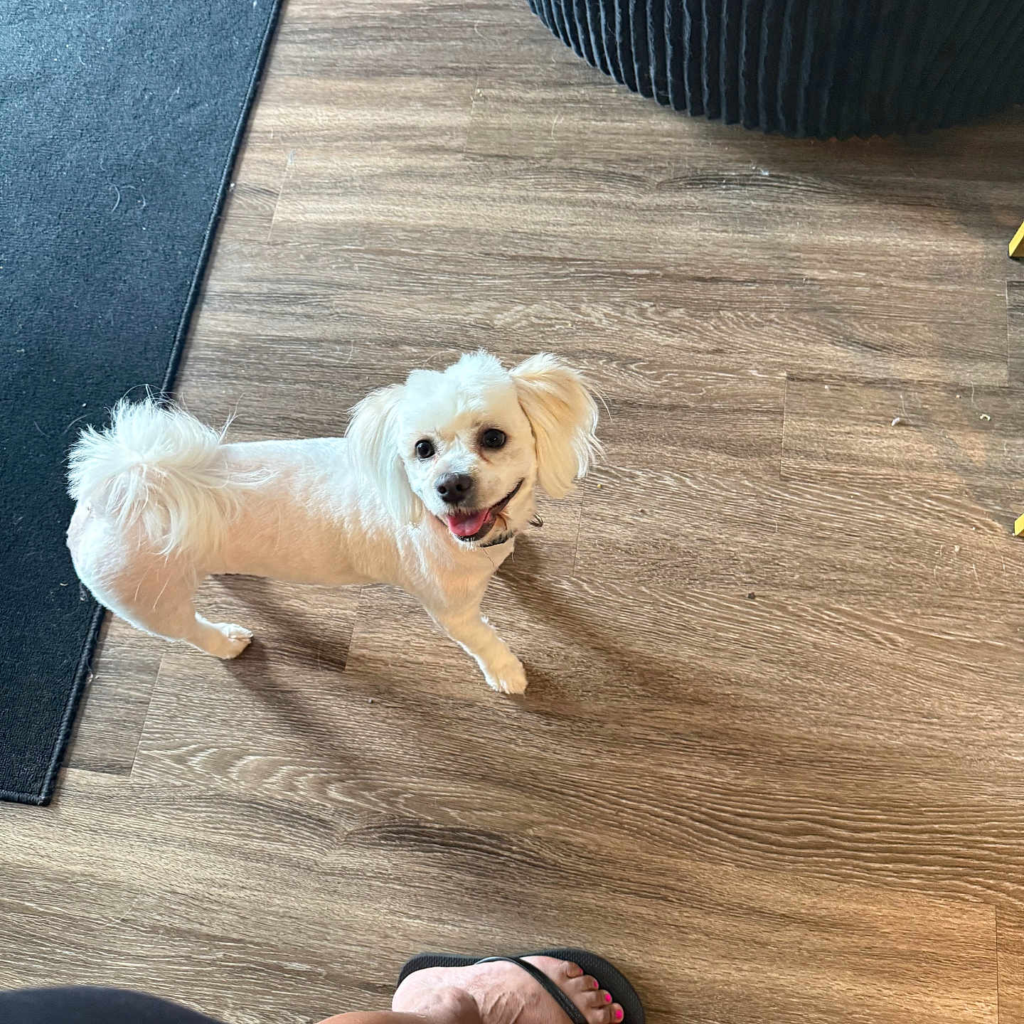 Daisy