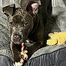 dog, cat, pets, animal, puppy, kitten, brown_dog, black_cat, pointy_ears, wide_eyes, chew_toy, stuffed_animal, pet_bed, blanket, indoors, cozy, lying_down, front_view, portrait, companionship