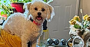 Myla joined the competition — help win amazing prizes! dog, small_dog, fluffy, cream_fur, standing, couch, mustard_couch, red_collar, open_mouth, happy, indoors, living_room, houseplant, flowers, window, blinds, door, home_decor, shiny_decorations, portrait