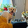 dog, small_dog, fluffy, cream_fur, standing, couch, mustard_couch, red_collar, open_mouth, happy, indoors, living_room, houseplant, flowers, window, blinds, door, home_decor, shiny_decorations, portrait
