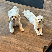 Myla is registered to the contest to win money with this photo: dogs, puppies, white_dogs, fluffy, pet, canine, lying_down, stretching, looking_at_camera, wooden_floor, indoor, home, flooring, curly_fur, long_ears, small_dogs, companion_animals, adorable, portrait, natural_light
