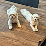 dogs, puppies, white_dogs, fluffy, pet, canine, lying_down, stretching, looking_at_camera, wooden_floor, indoor, home, flooring, curly_fur, long_ears, small_dogs, companion_animals, adorable, portrait, natural_light