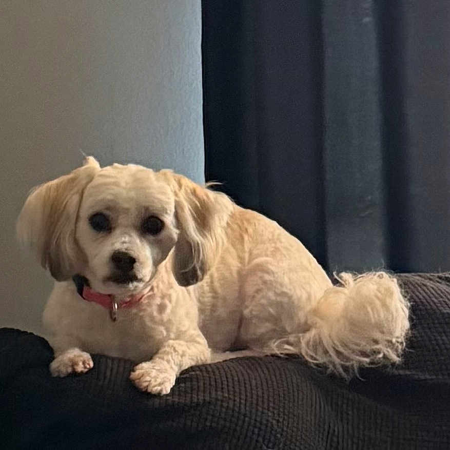 Myla