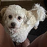 dog, white_dog, small_dog, fluffy, curly_fur, pet, canine, portrait, close_up, indoors, seated, looking_at_camera, black_nose, dark_eyes, animal, cuddly, belly_rub, person, legs, cozy