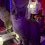 cat, reflection, mirror, purple_light, vanity_table, makeup_brushes, hairbrush, hello_kitty_lamp, indoor, pet, feline, curious, closeup, soft_lighting, decor, cosy, room, table, cute, animal