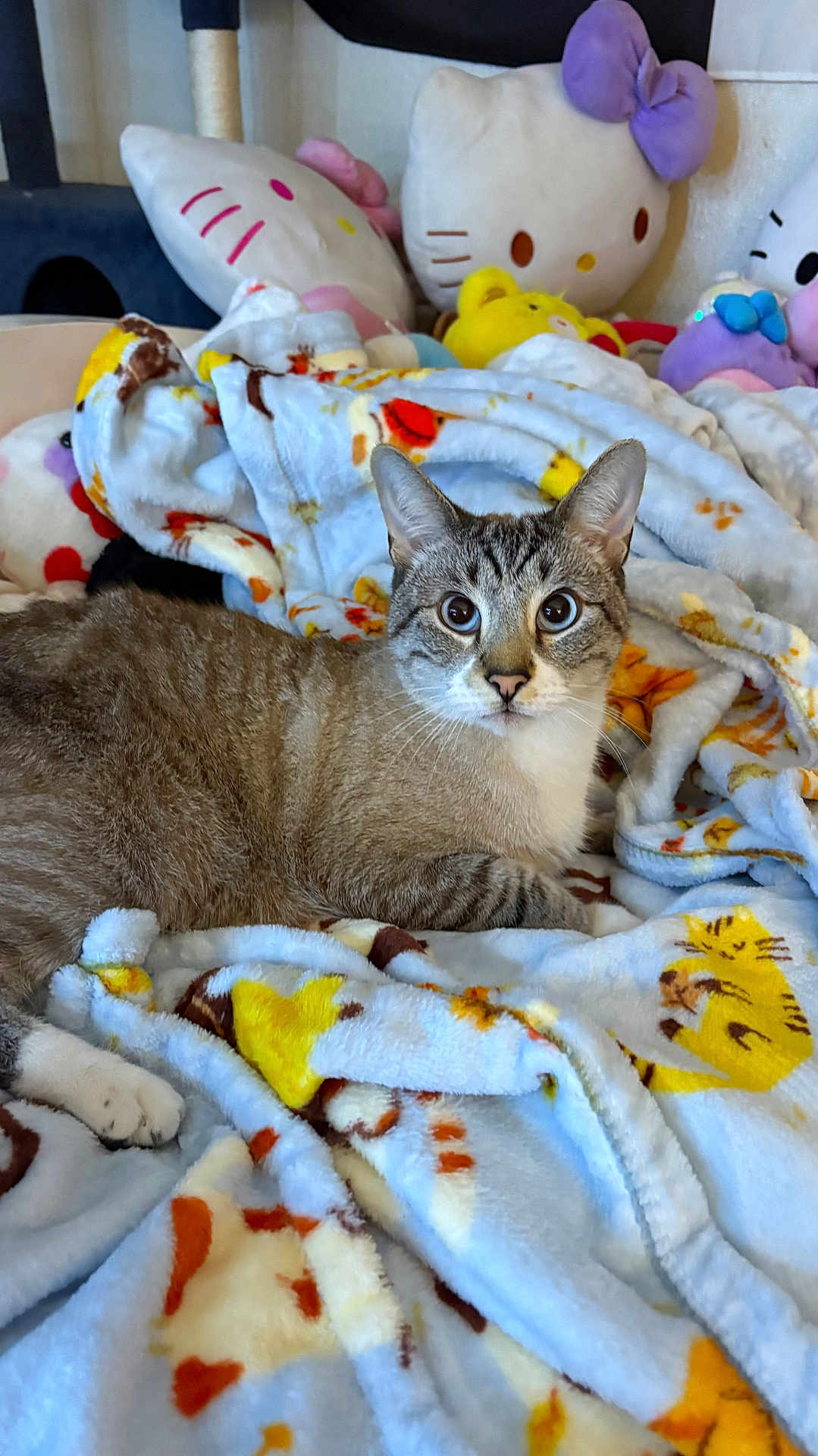Papi Chulo joined the competition — help win amazing prizes! cat, tabby_cat, blue_eyes, blanket, plush_toys, hello_kitty, indoor, cozy, animal_print, feline, pet, soft_texture, cute, relaxed, fur, lying_down, colorful, stuffed_animal, comfort, domestic_animal