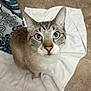 Papi Chulo joined the competition — help win amazing prizes! cat, blue_eyes, curious, indoor, towel, floor, tile, pet, animal, whiskers, ears, fur, looking_up, close_up, domestic_cat, mammal, cute, feline, home, portrait