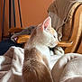 cat, animal, pet, feline, fur, blanket, chair, indoor, cozy, side_profile, white, orange, soft_light, calm, resting, domestic, cute, whiskers, ears, comfortable