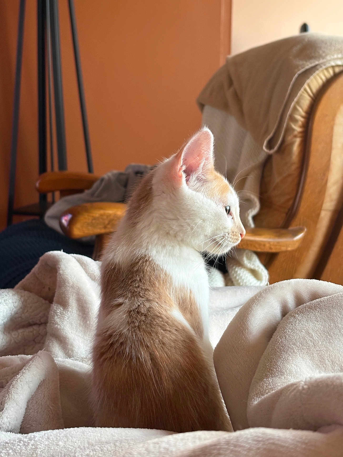 Rajah a rejoint le concours — aidez-le/la à gagner de superbes lots ! cat, animal, pet, feline, fur, blanket, chair, indoor, cozy, side_profile, white, orange, soft_light, calm, resting, domestic, cute, whiskers, ears, comfortable