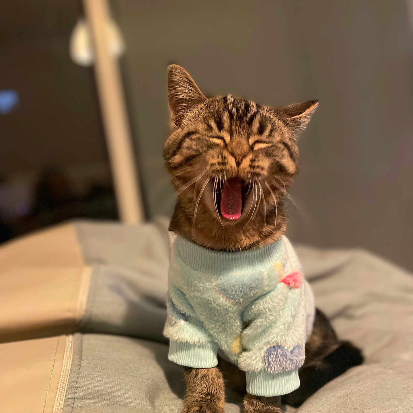 Oscar participe au concours pour gagner de l'argent avec cette photo : abyssinian, animal, bodypart, cat, clothing, couch, face, furniture, head, hoodie, kitten, knitwear, manx, mouth, person, pet, photography, portrait, sweater, tongue