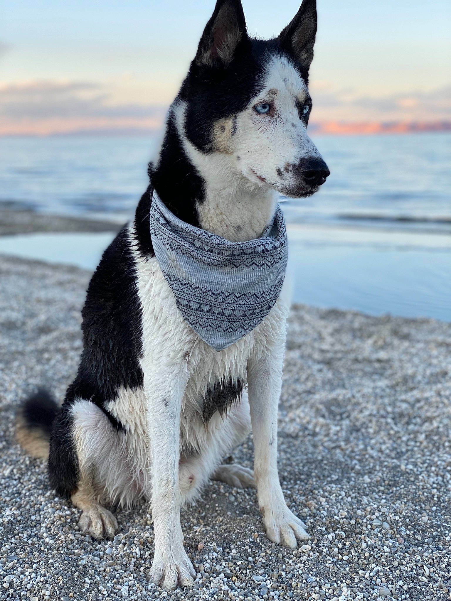 Krypto joined the competition — help win amazing prizes! ancient_dog_breeds, art, beach, canidae, carnivore, cloud, collar, companion_dog, dog, dog_breed, fur, jaw, non_sporting_group, sky, snout, sporting_group, tail, water, winter, working_dog