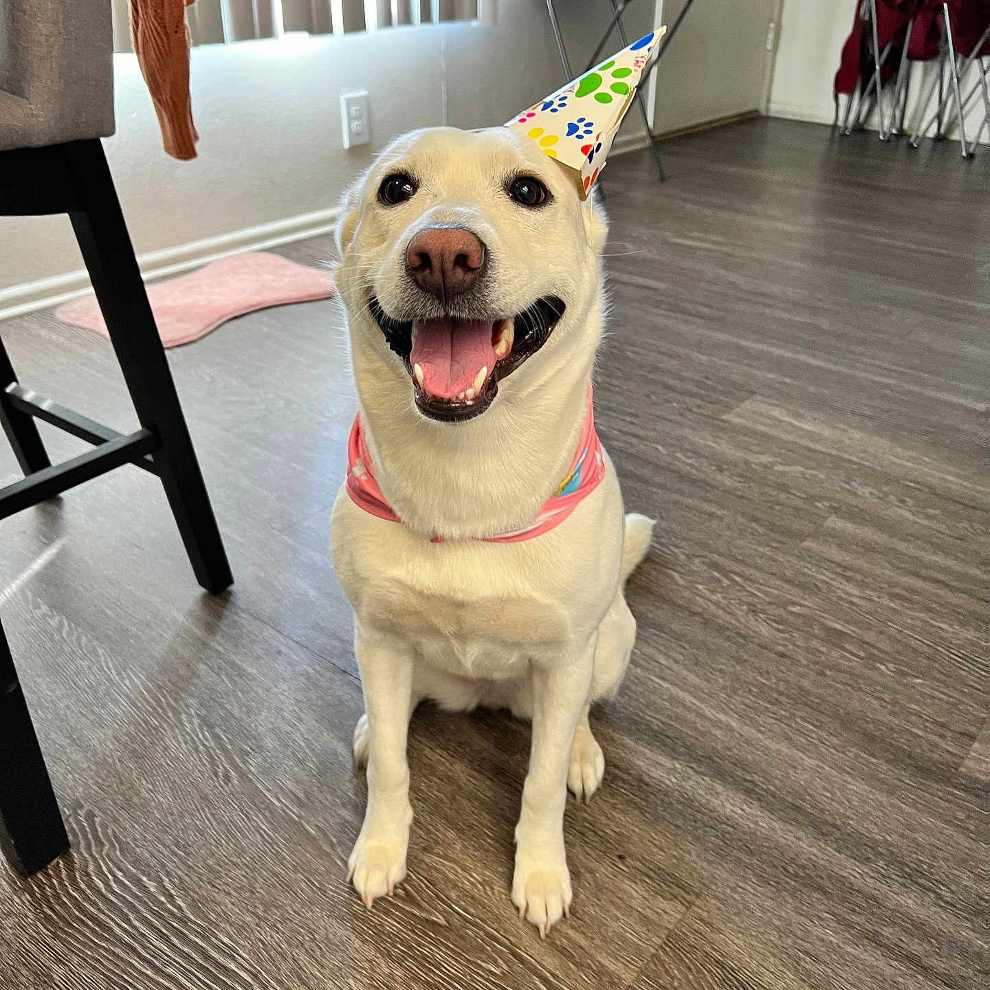 Roxy is registered to the contest to win money with this photo: bandana, canine, chair, decor, dog, domestic_animal, flooring, furniture, happy, home, indoor, natural_light, party_hat, pet, sitting, smiling, table, white_dog, window, wooden_floor