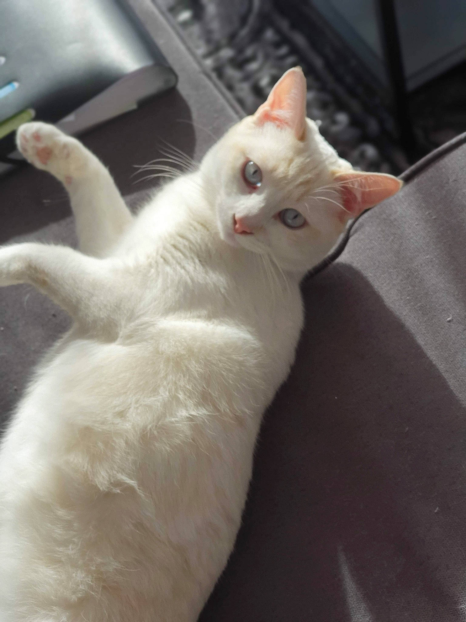 Kalash a rejoint le concours — aidez-le/la à gagner de superbes lots ! aegean_cat, asian, burmilla, carnivore, cat, colorpoint_shorthair, domestic_short_haired_cat, ear, eye, felidae, fur, javanese, khao_manee, kitten, small_to_medium_sized_cats, tail, turkish_angora, turkish_van, whiskers, white