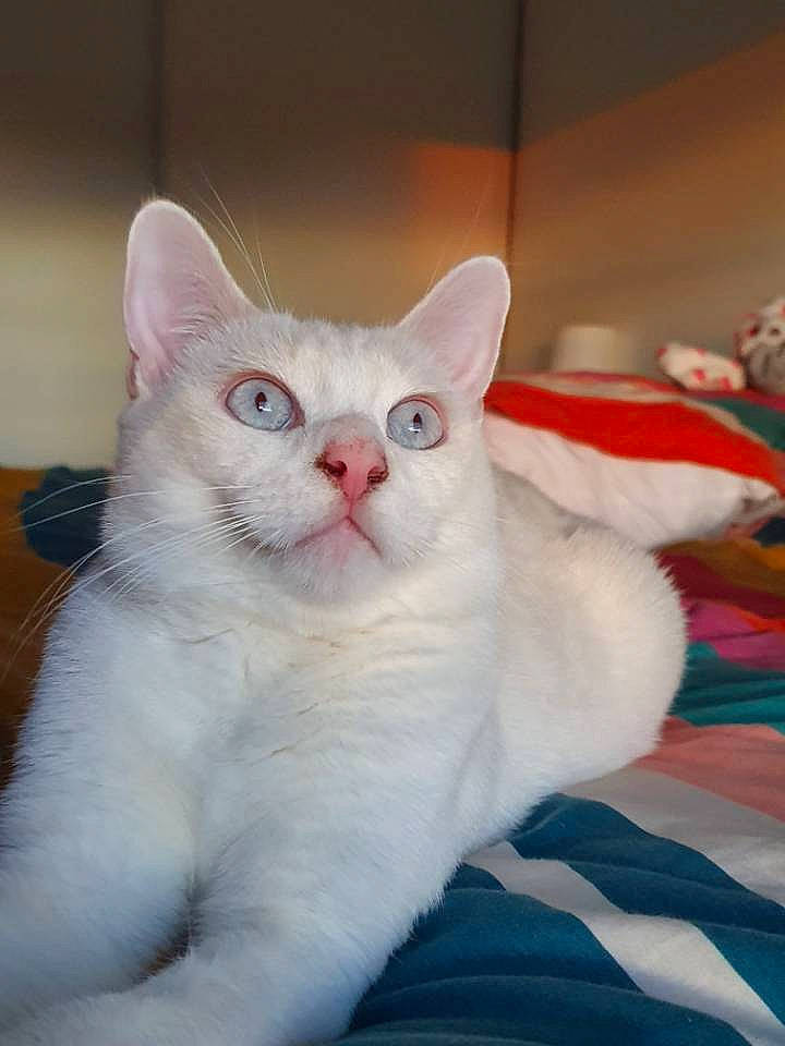 Kalash a rejoint le concours — aidez-le/la à gagner de superbes lots ! asian, burmilla, carnivore, cat, colorpoint_shorthair, domestic_short_haired_cat, ear, fawn, felidae, fur, japanese_bobtail, khao_manee, kitten, mammal, small_to_medium_sized_cats, tail, turkish_angora, turkish_van, vertebrate, whiskers