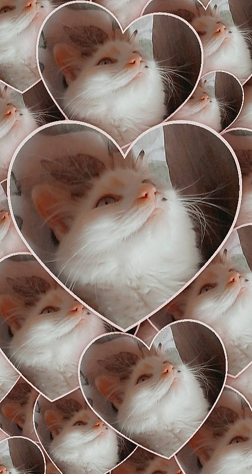 Poupetta a rejoint le concours — aidez-le/la à gagner de superbes lots ! carnivore, cat, felidae, kitten, nose, photo_caption, small_to_medium_sized_cats, whiskers