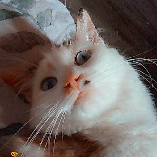 Poupetta