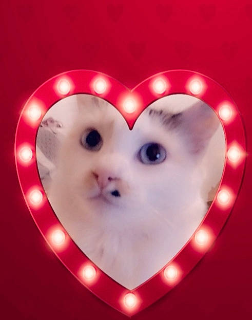 Poupetta participe au concours pour gagner de l'argent avec cette photo : heart, love, organ, smile, valentines_day